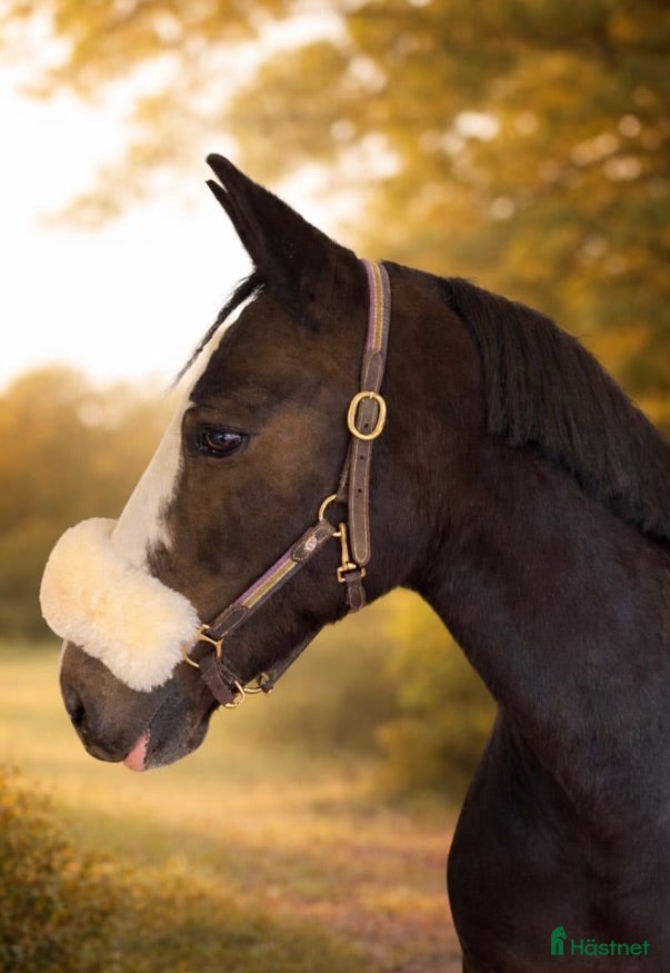  hästar Maffig c ponny  - Annons 2
