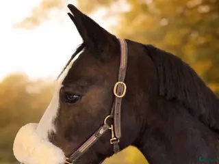 hästar Maffig c ponny - Annons 1