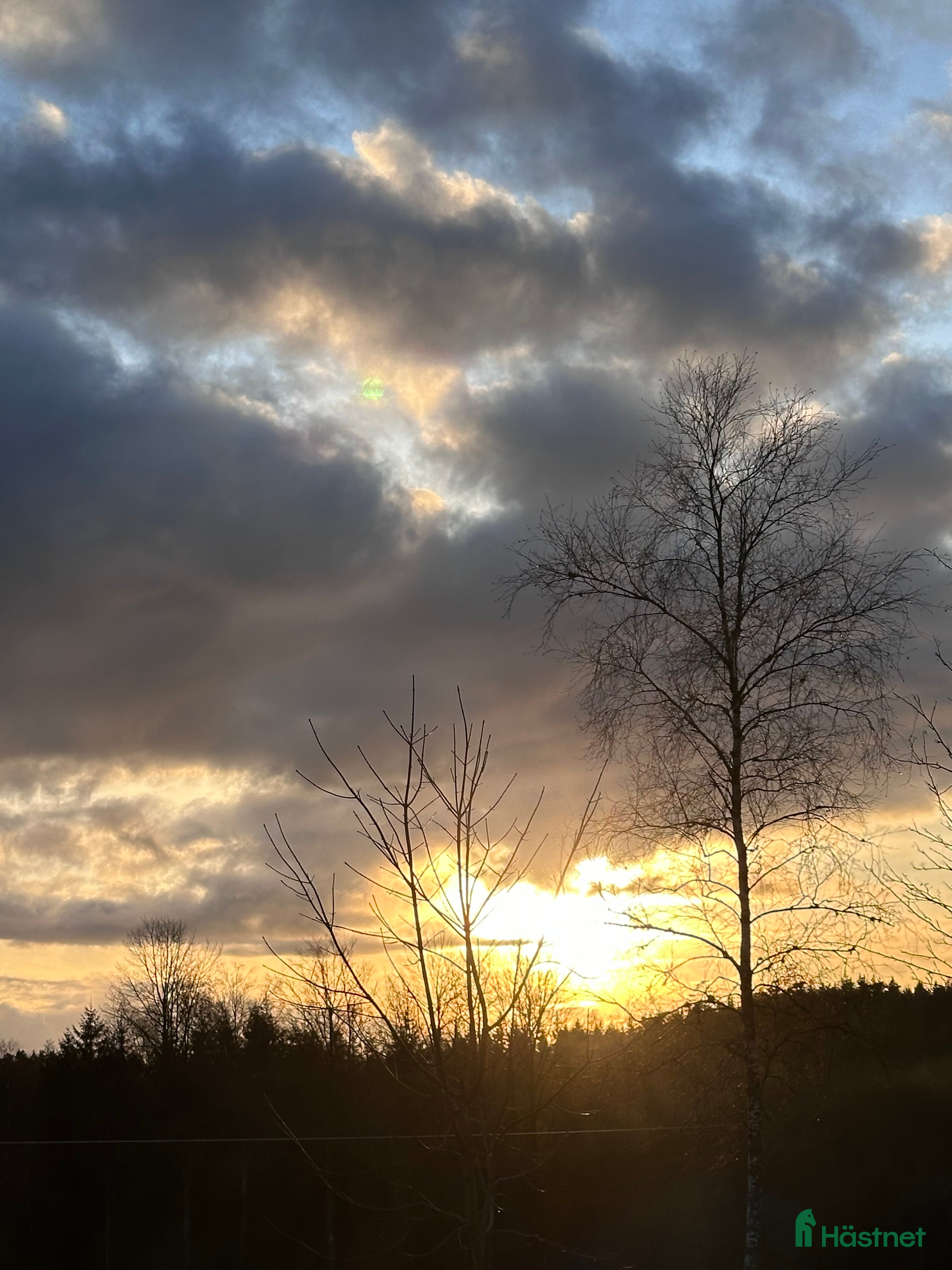  foderhäst Storhäst att ha på foder och ev köpa ❤️ i Öxabäck - Annons 14