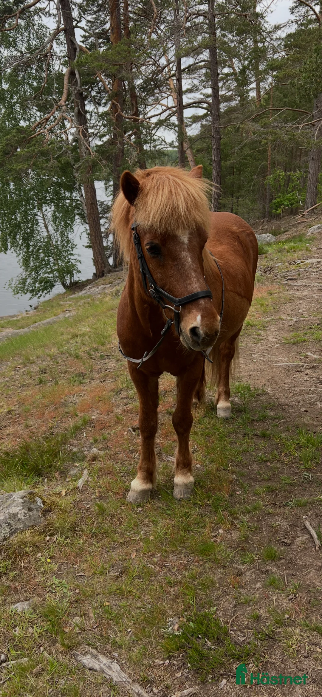 Island hästar till salu: Snäll och Trygg äldre Valack i Söderköping - Annons 2
