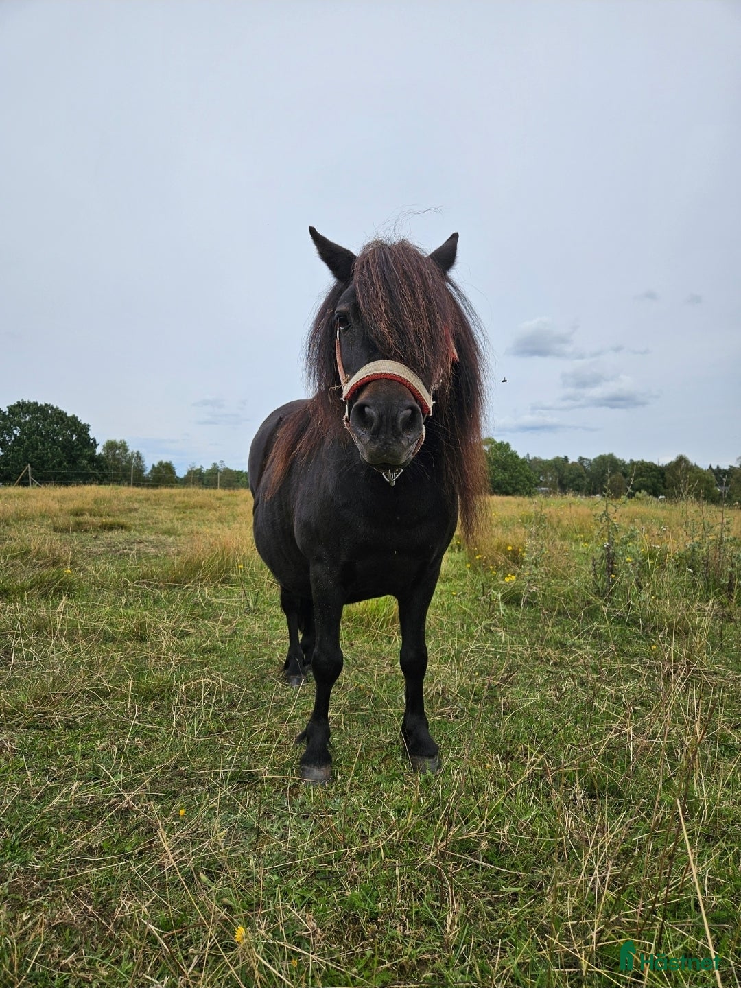 Övrigt hästar till salu: Shetland  i Kulltorp - Annons 1