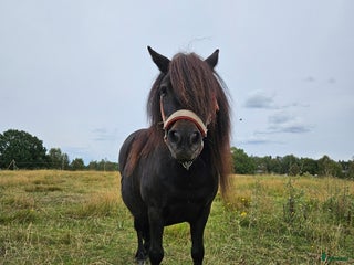 hästar Shetland i Kulltorp - Annons 17