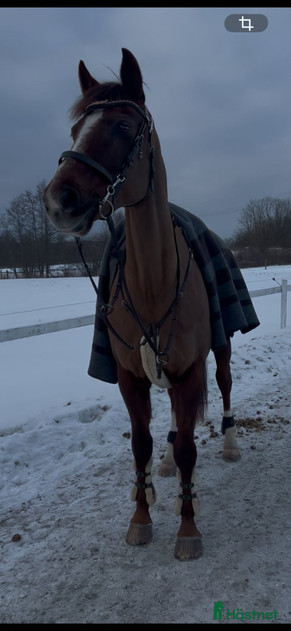  hästar Juniorhäst som alltid tar sin ryttare i mål - Annons 8