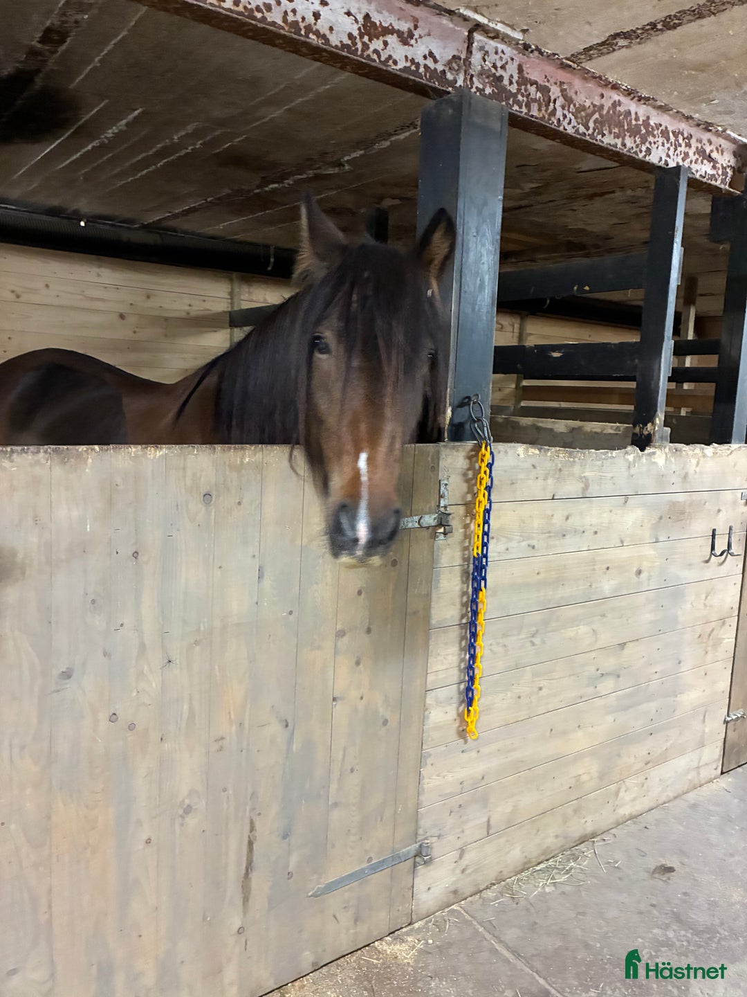  medryttarhäst finnes: Gunnar söker medpysslare /medryttare. - Annons 3