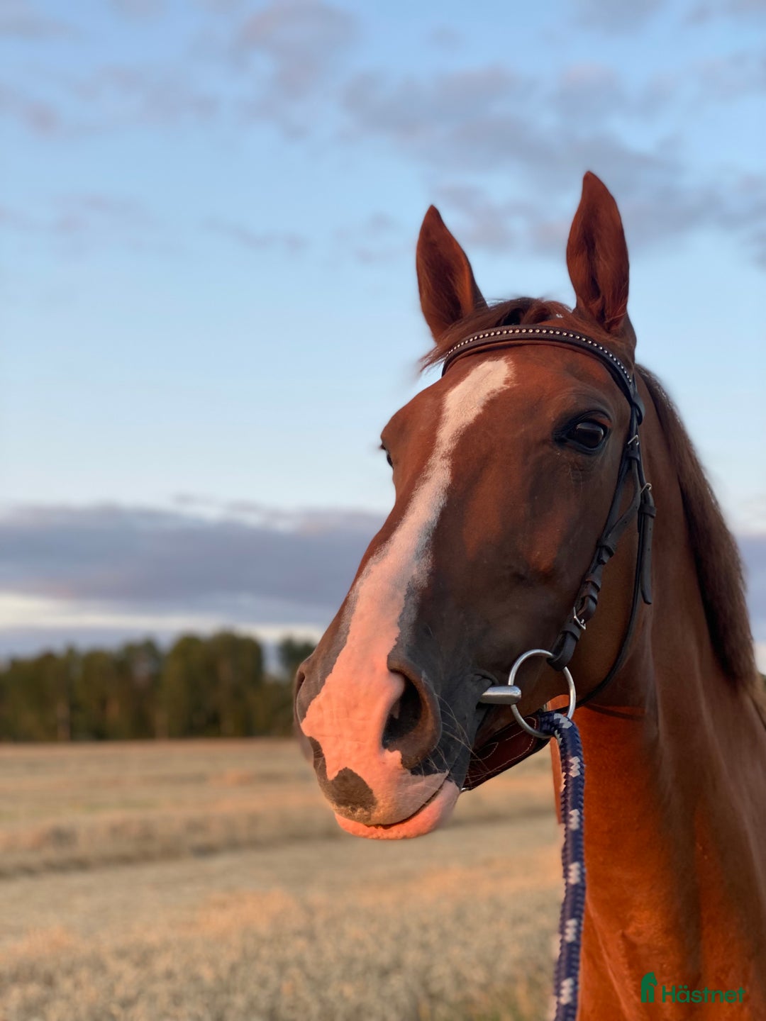 Hoppning hästar till salu: Fin hopp häst till salu!  i Linköping - Annons 2