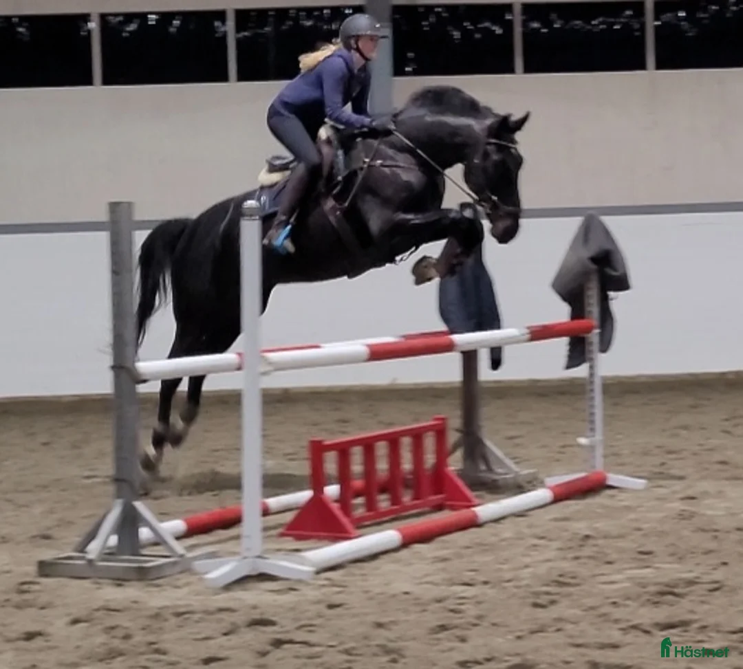 Övrigt hästar till salu: Voltige - Annons 6