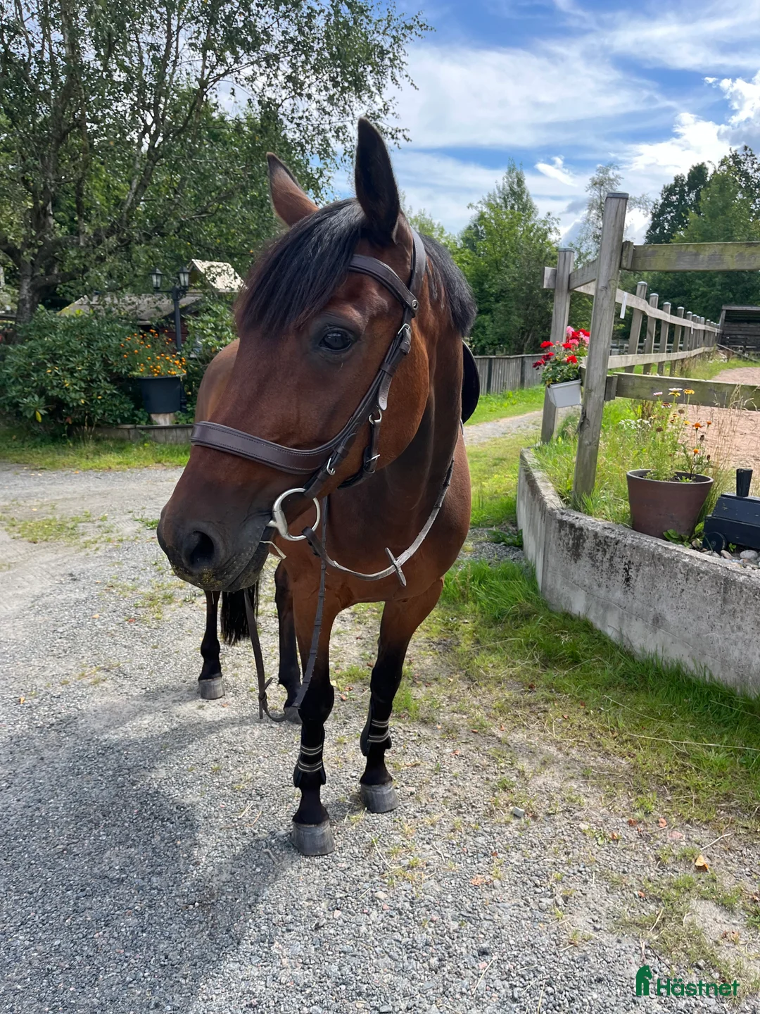  medryttarhäst finnes: Adde söker medryttare - Annons 1