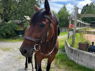 medryttarhäst finnes: Adde söker medryttare - Annons 16