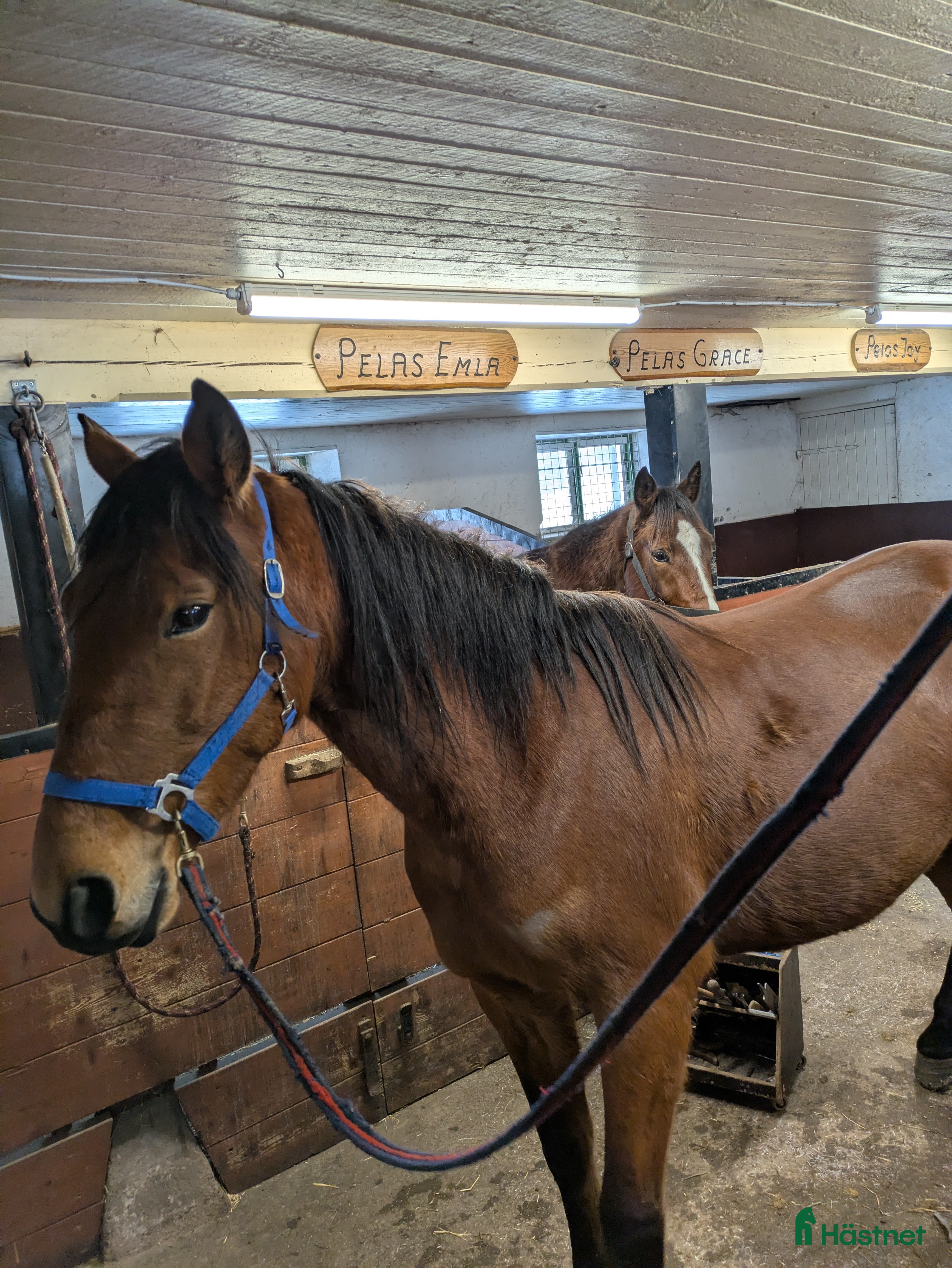  hästar Valack  i Sandviken - Annons 1