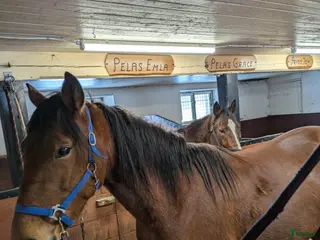 hästar Valack i Sandviken - Annons 1