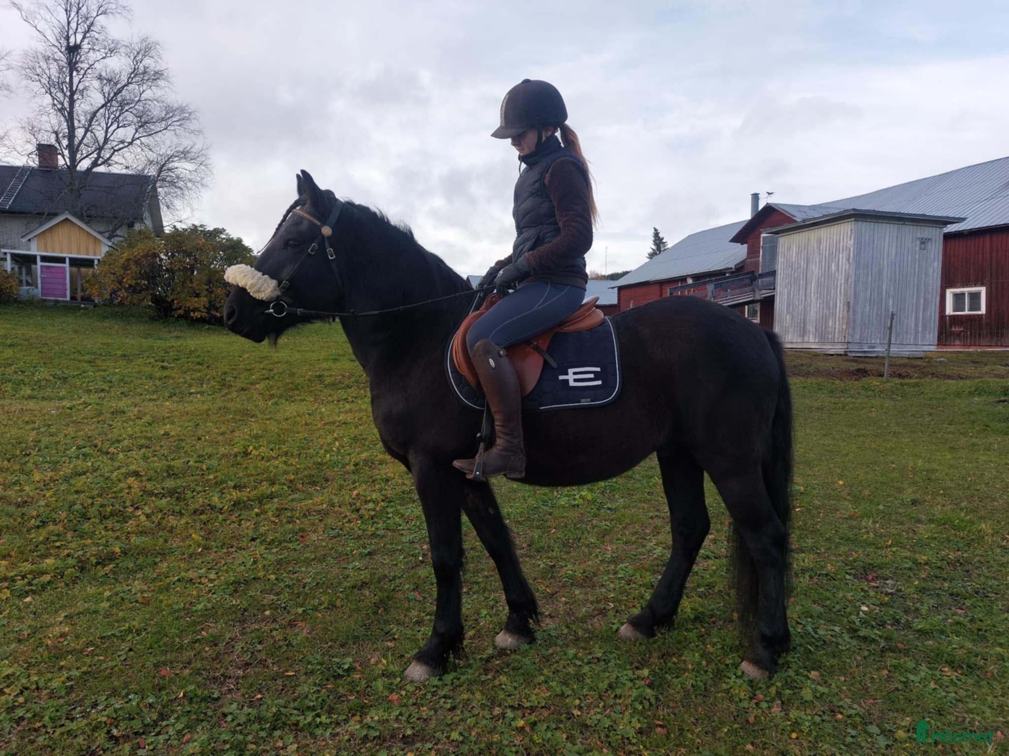  hästar Snäll 8-årig D-ponnyvalack  - Annons 1