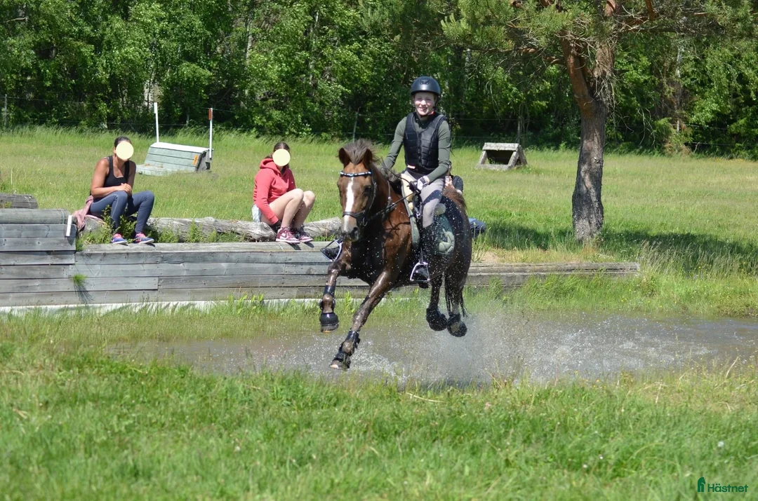 Allround hästar till salu: Stackarps Delphi i Vagnhärad - Annons 4