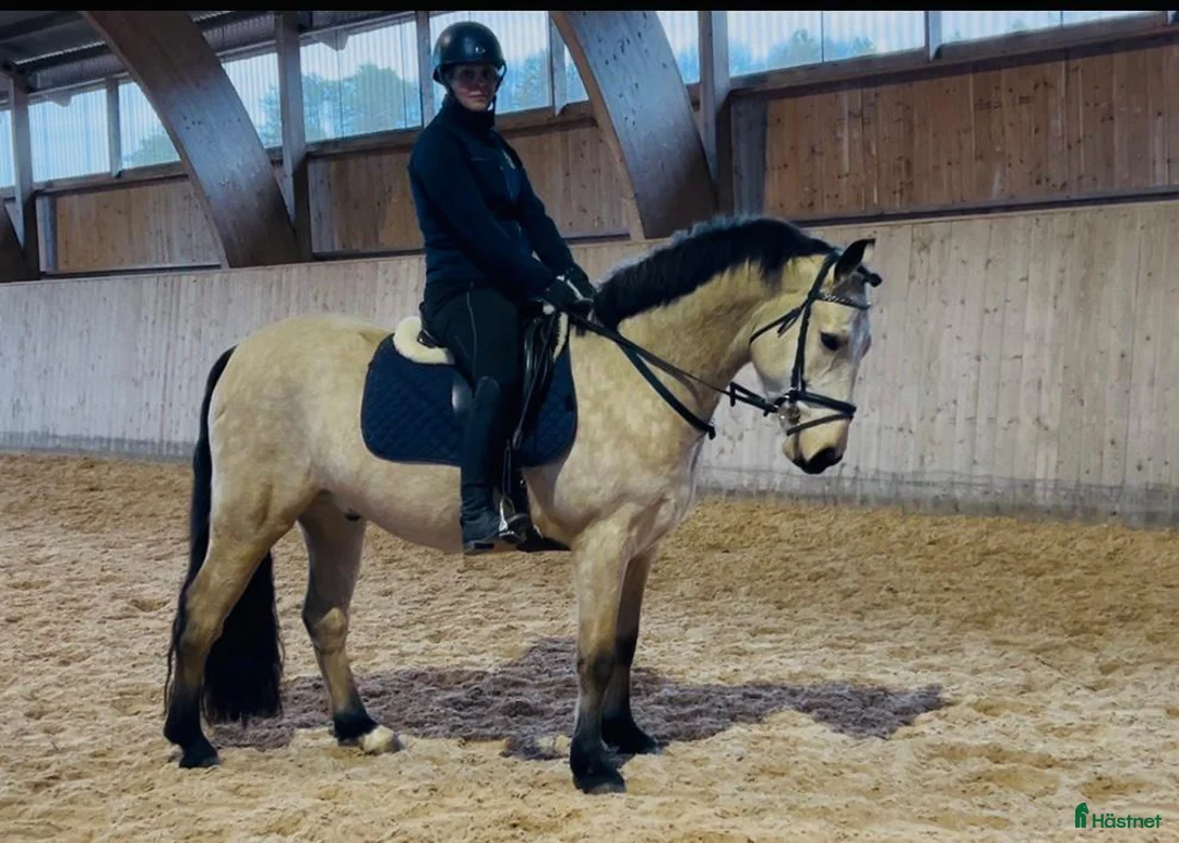 Allround hästar till salu: Charmig D-ponny i Munkedal - Annons 1