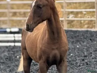 Dressyr hästar till salu: Åring med power för dressyr - Annons 3