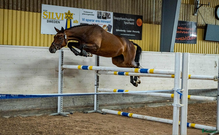  hästar i Tollarp - Annons 7