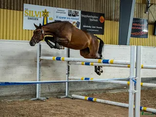 Hoppning hästar till salu: Diplomsto för toppsporten, besiktad+röntgad. i Tollarp - Annons 1