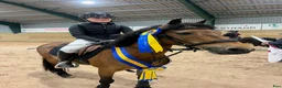 Allround hästar till salu: Go Nut med Meg - ponny med personlighet - Annons 1