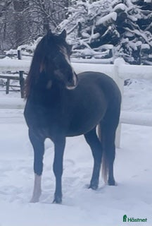 Allround hästar till salu: 🌟Framtida tävlingsponny🌟 - Annons 1