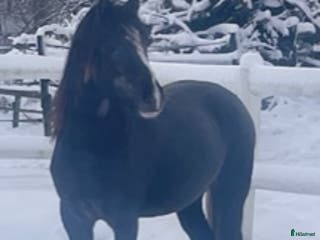 hästar 🌟Framtida tävlingsponny🌟 - Annons 7