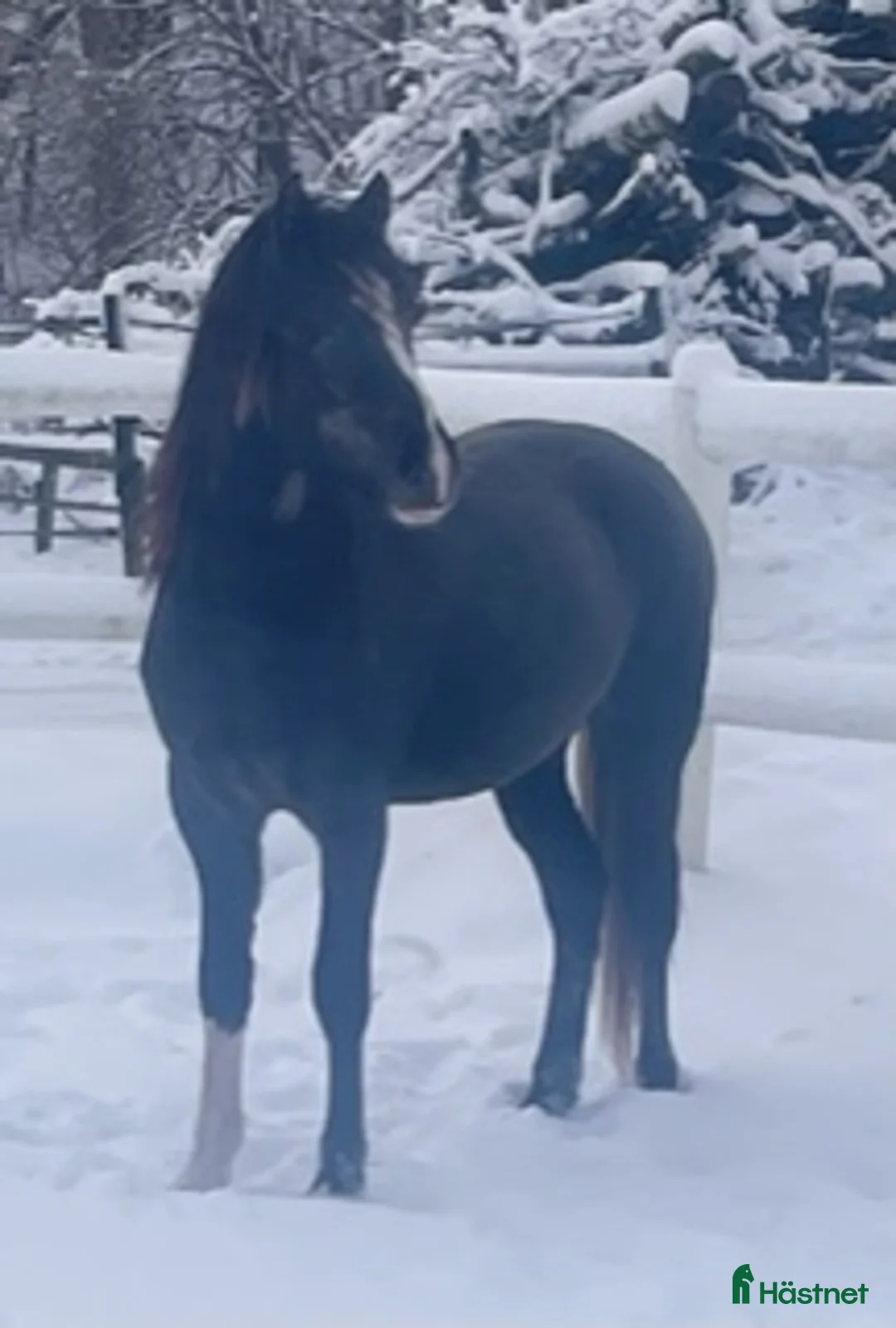 Allround hästar till salu: 🌟Framtida tävlingsponny🌟 - Annons 1