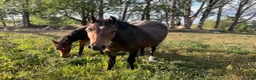 Allround hästar till salu: ❤️ flera ponnyer söker nytt hem ❤️ - Annons 6