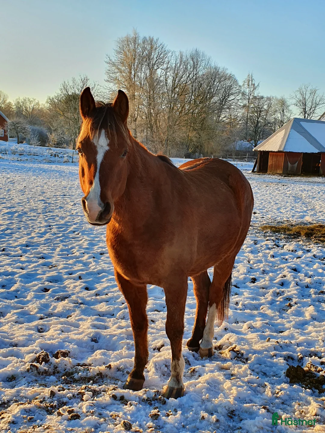 Sällskap hästar till salu: Trevlig sällskapshäst  - Annons 1