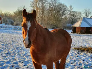hästar Trevlig sällskapshäst - Annons 16