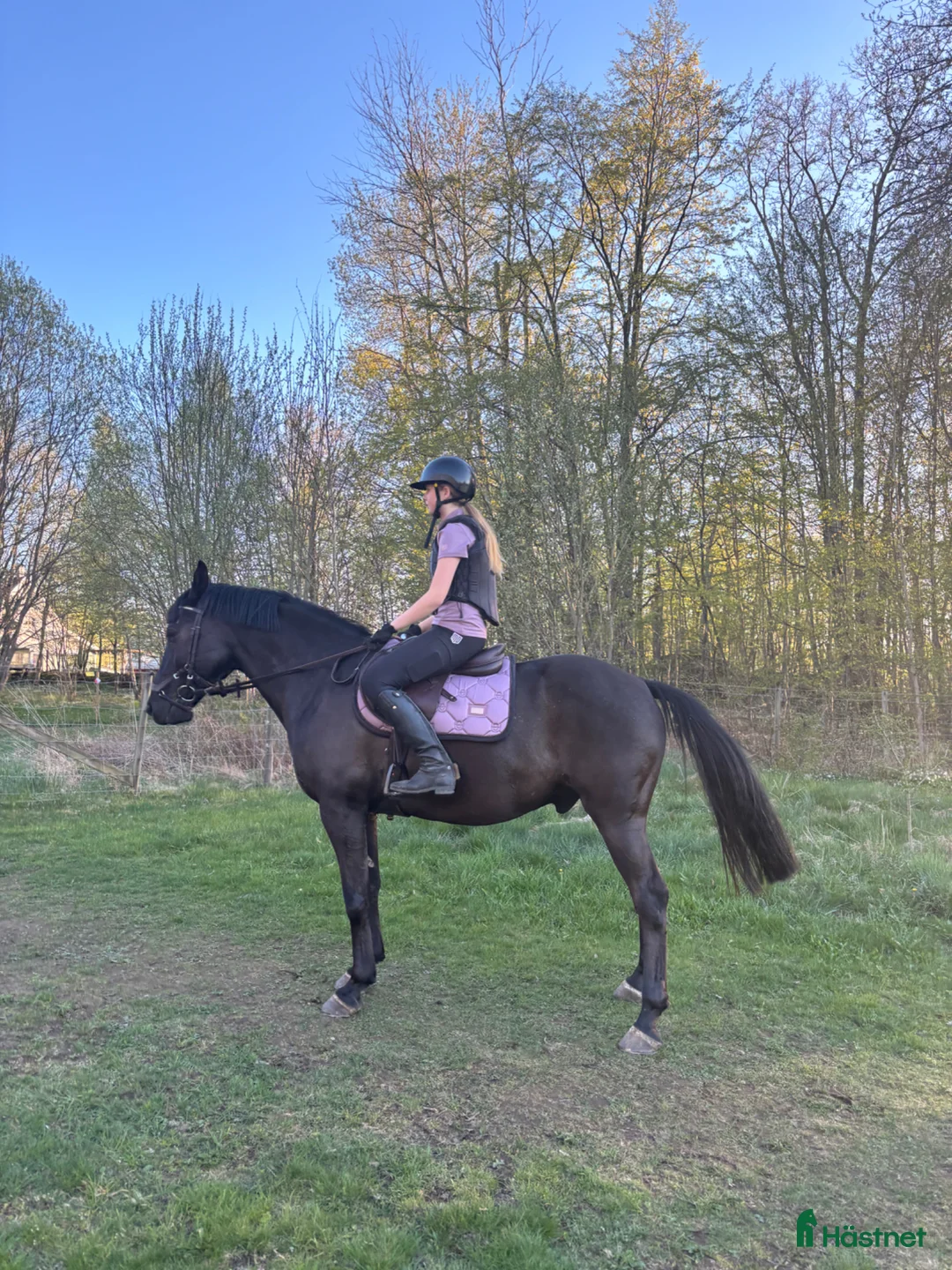 Allround hästar till salu: Fin D-ponnyvalack söker nytt hem 🤩 - Annons 1
