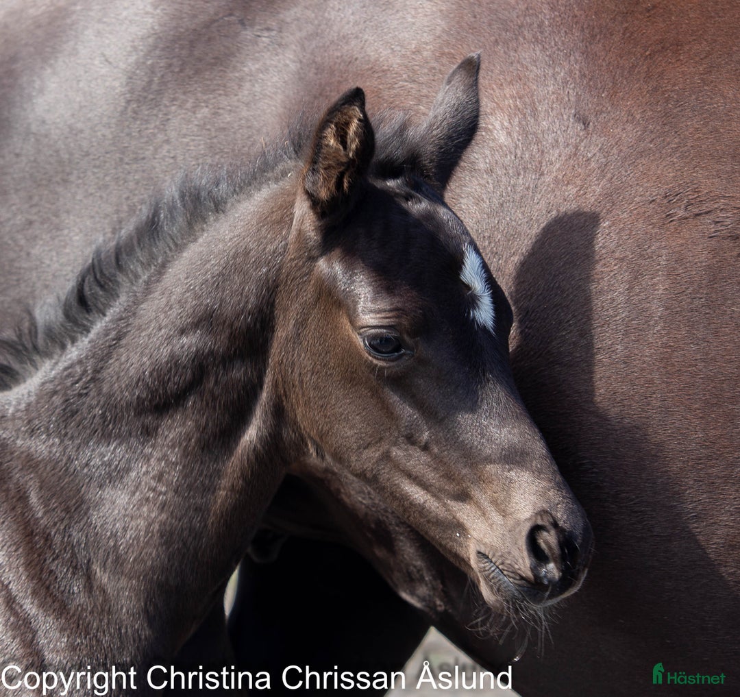 Dressyr hästar till salu: 2 hingstföl och ett stoföl dressyr i Norrtälje - Annons 5