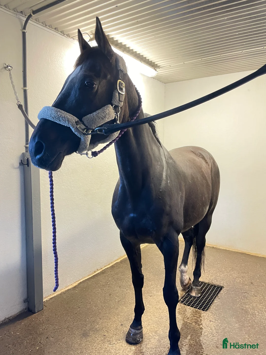 Allround hästar sökes: Projekt/foderhäst sökes  i Vännäs - Annons 4