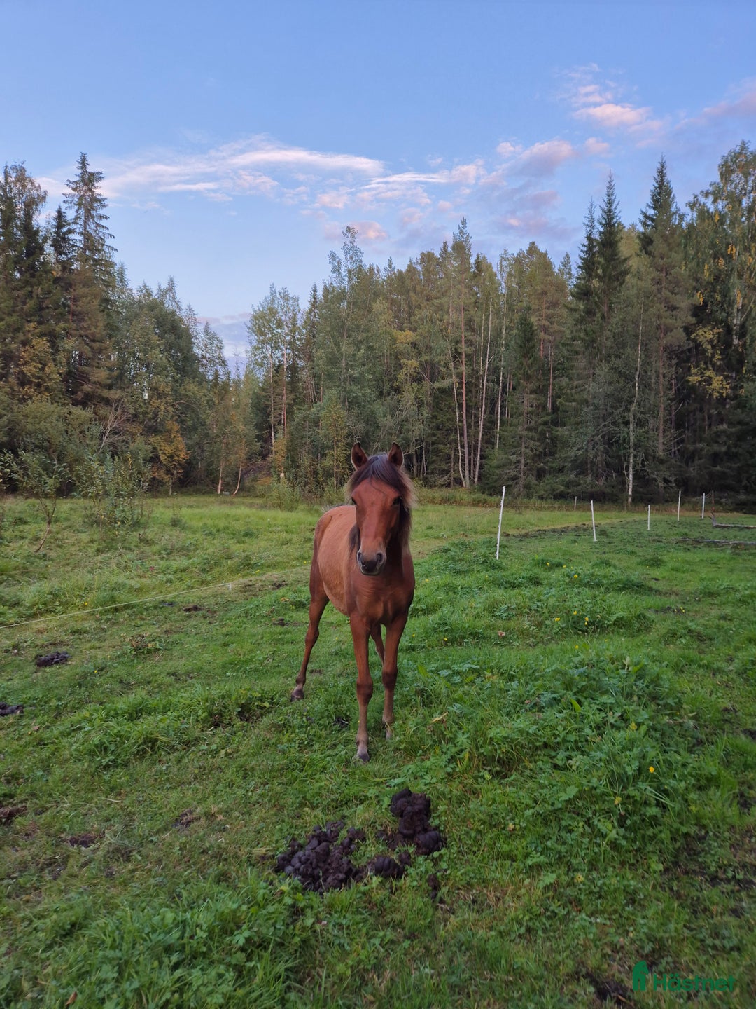 Övrigt hästar till salu: Trevligt ungponnysto snart 2 år i Nälden - Annons 4