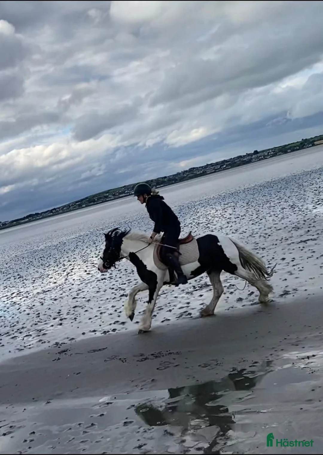 Allround hästar till salu: “Bombproof” 138cm mare - Annons 1