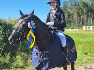 hästar Perfekt allround ponny i Årjäng - Annons 11