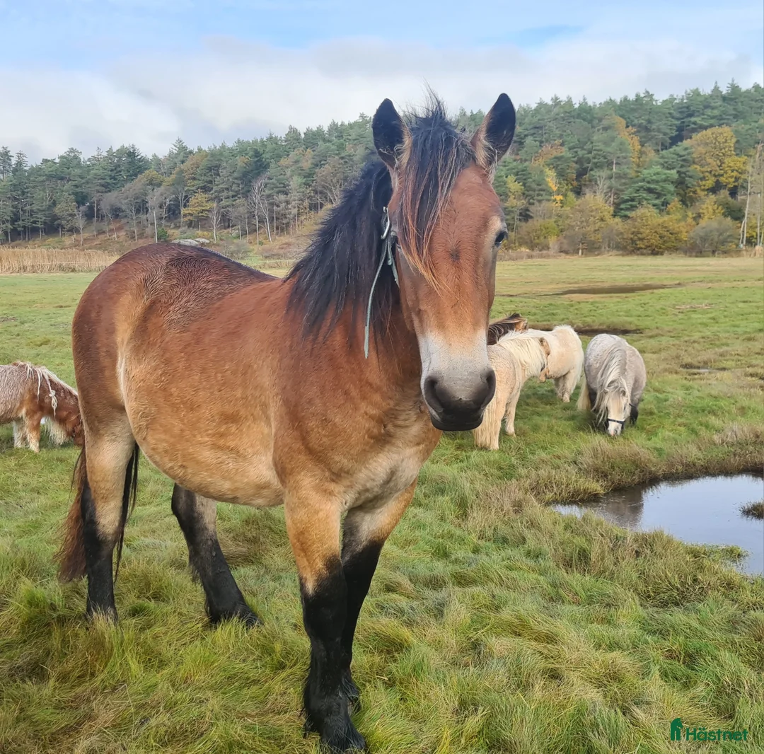 Allround hästar till salu: Nordsvensk sto 1 år i Henån - Annons 7