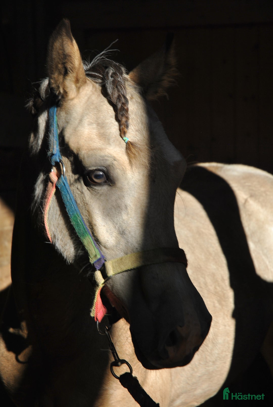 Allround hästar till salu: *Reserverad* Elegant Welsh Cob Stoföl i Hoting - Bild 1