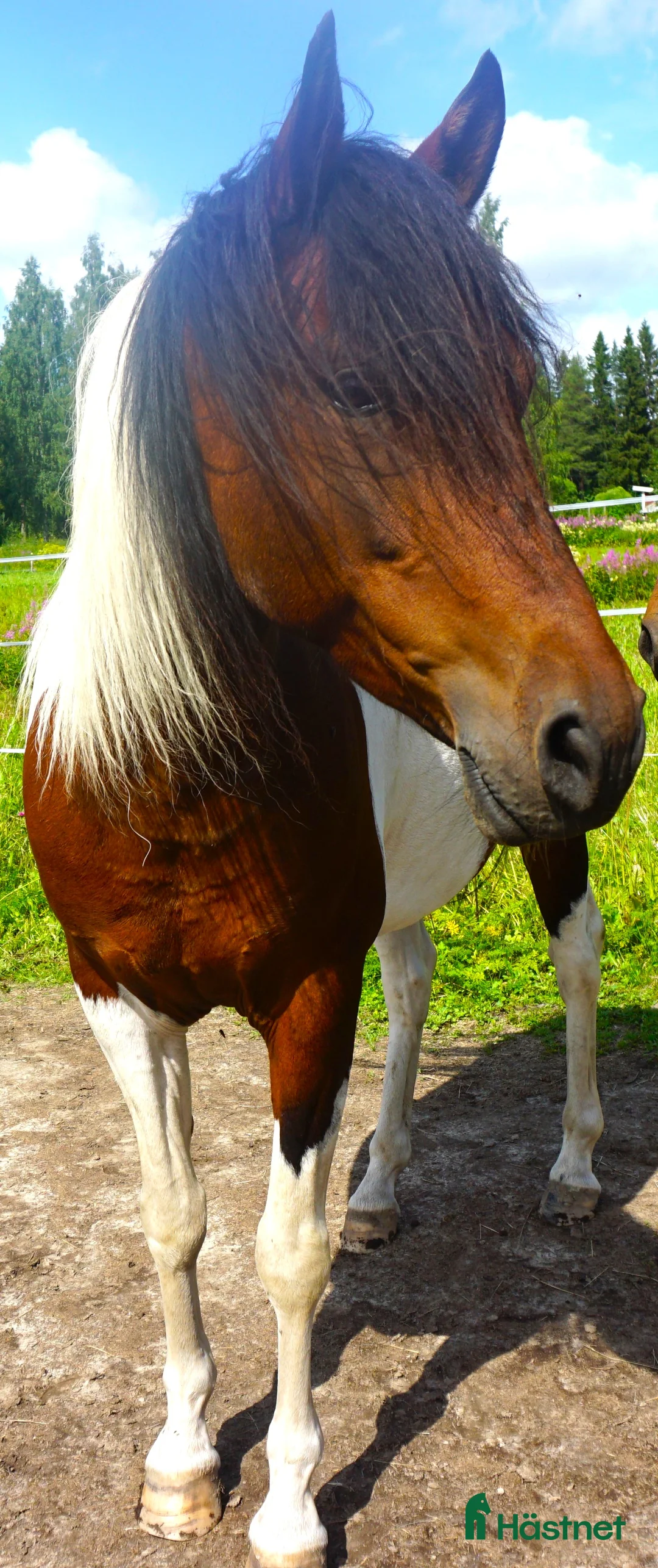 Allround hästar till salu: Paso Fino hästar (en eller fler, hem prio ö pris) i Skellefteå - Annons 3