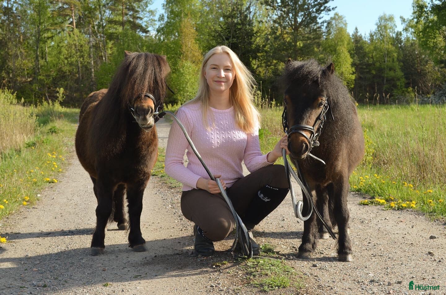  hästar Bästa minishettisarna - Annons 1