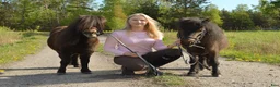 Allround hästar till salu: Bästa minishettisarna - Annons 1