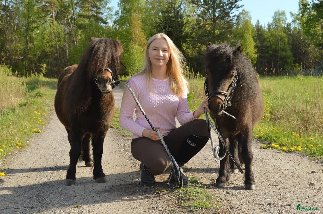 Allround hästar till salu: Bästa minishettisarna - Annons 1