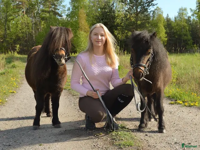 hästar till salu: Bästa minishettisarna - Annons 1
