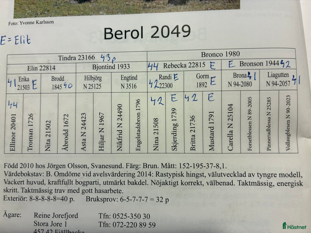 Körning hästar till salu: Välhanterat hingstföl i Alfta - Annons 2