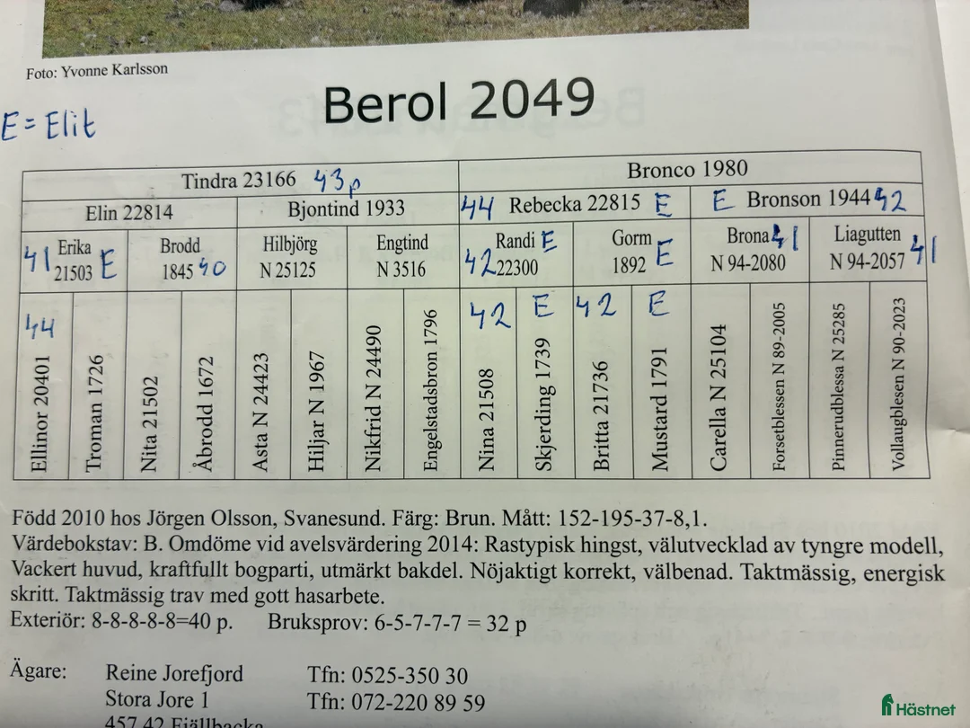Körning hästar till salu: Välhanterat hingstföl i Alfta - Annons 2