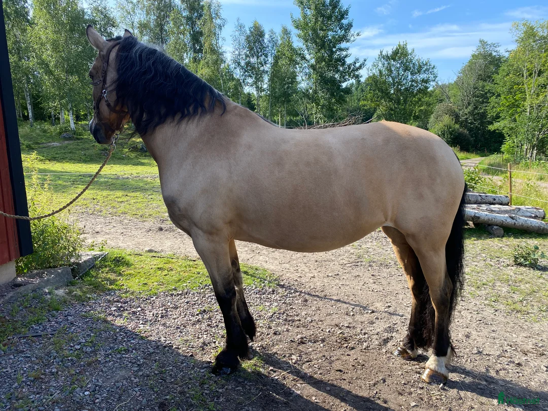 Allround hästar till salu: Fantastisk ridtravare - Annons 6