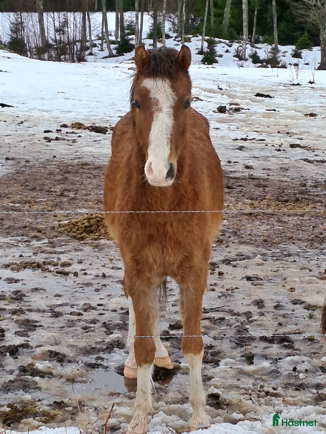 Allround hästar till salu: Welsh  - Annons 2