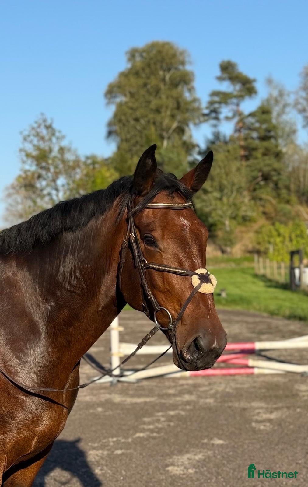  hästar Trevlig häst för allround/verksamhet🌟  - Annons 2