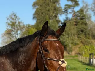 hästar Trevlig häst för allround/verksamhet🌟 - Annons 2