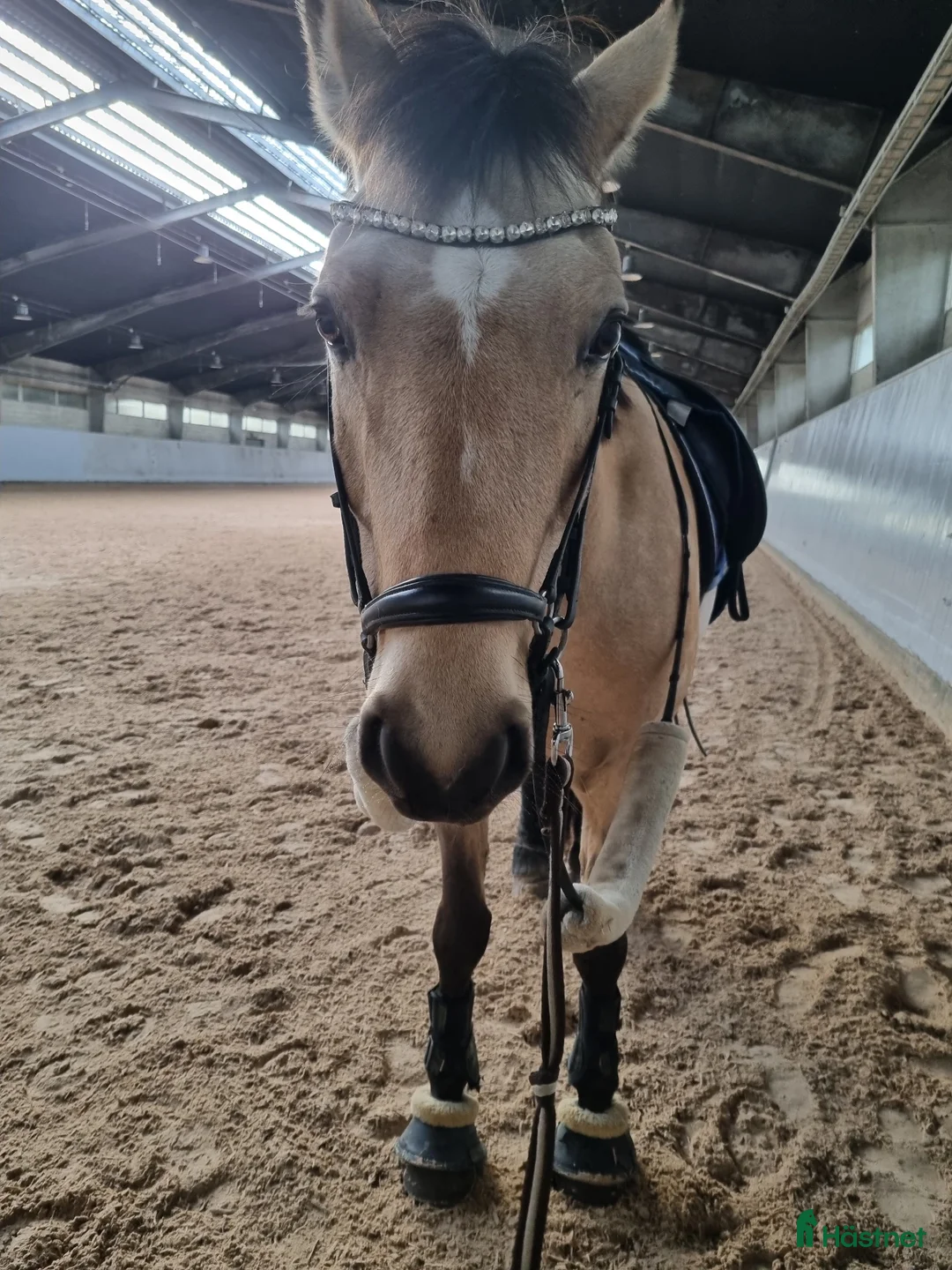 Dressyr hästar till salu: Fei läromästare till salu 🌟 - Annons 2