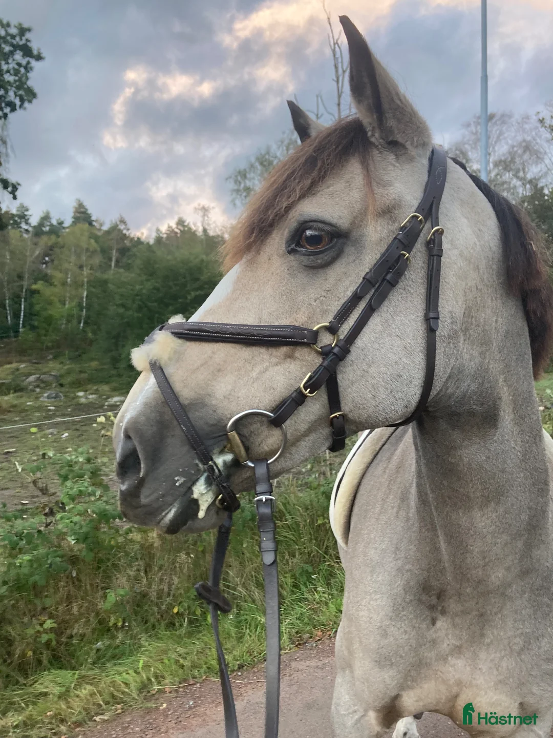 Hoppning hästar till salu: Underbar maxad c-ponny!  - Annons 2