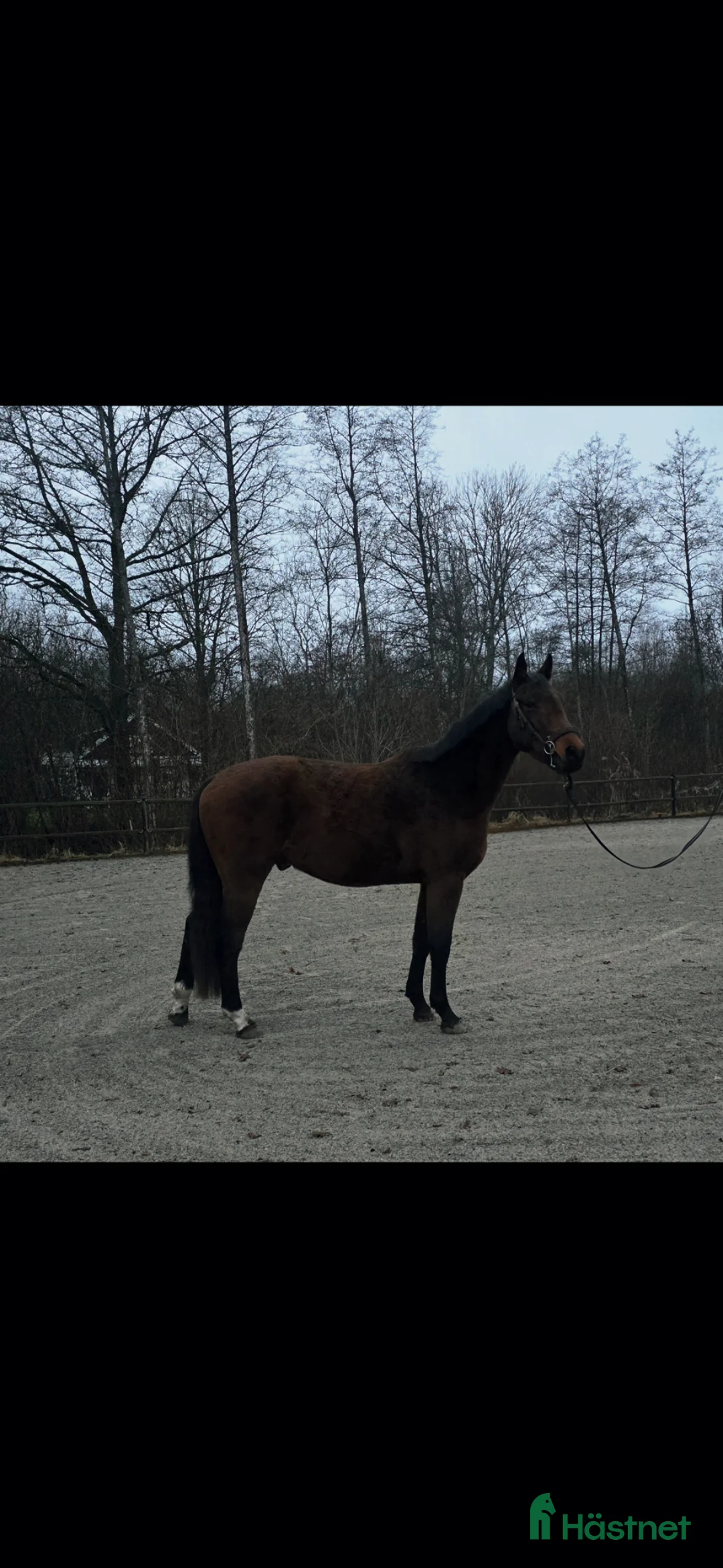 Allround hästar till salu: Inriden SWB-valack - Annons 2