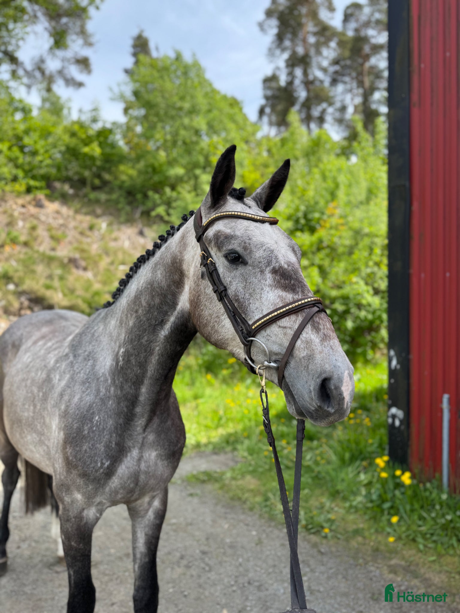  hästar Blivande 3åring e: Caracas  - Annons 12
